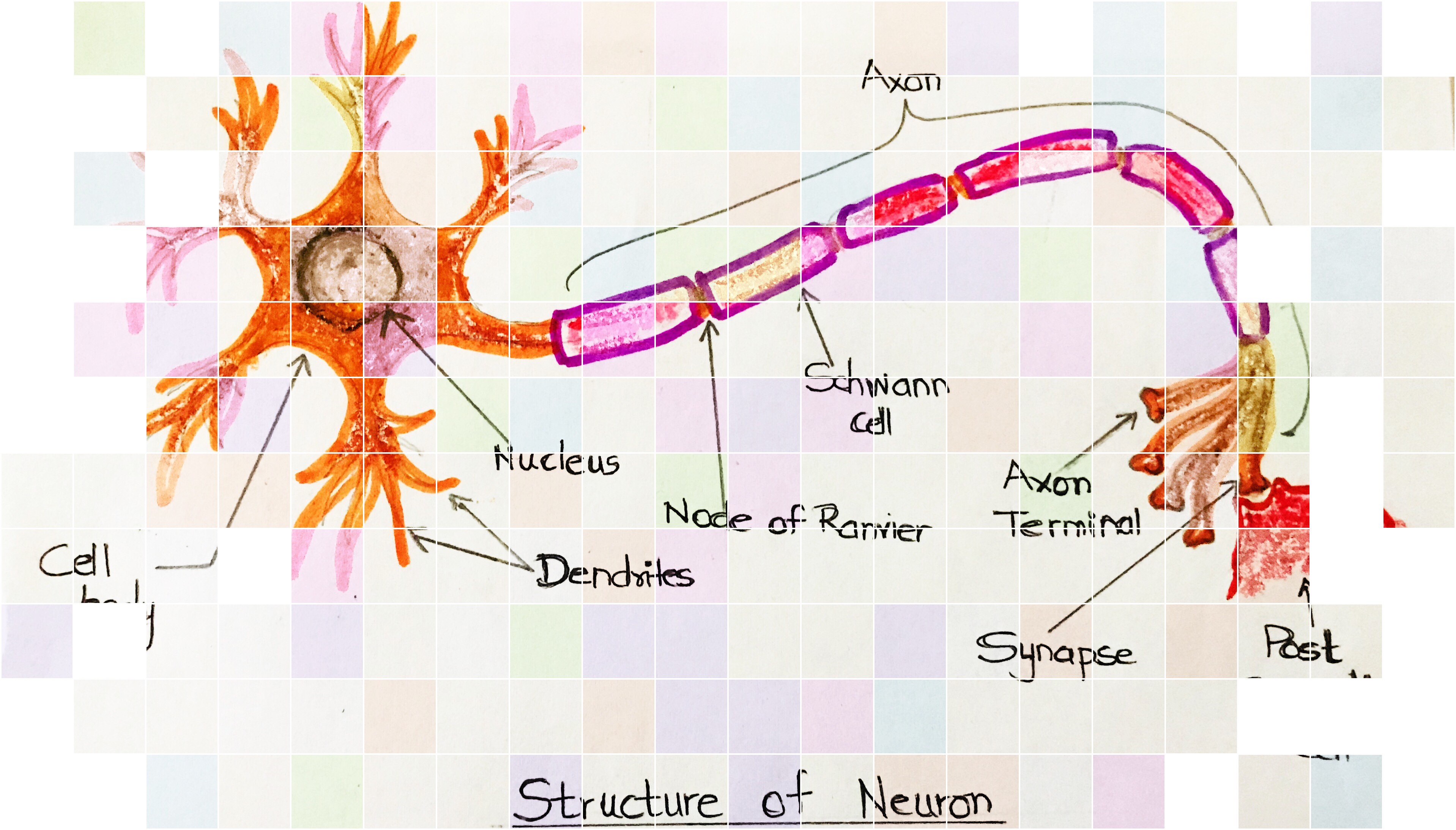 Neurons: Introduction – The Biotech Notes