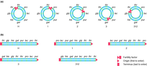 gene mapping by conjugation
